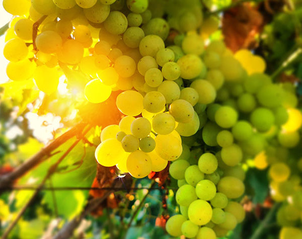 Israeli Wineries—God’s Promises Fulfilled