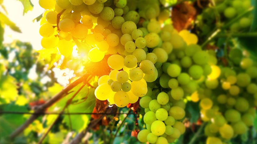 Israeli Wineries—God’s Promises Fulfilled